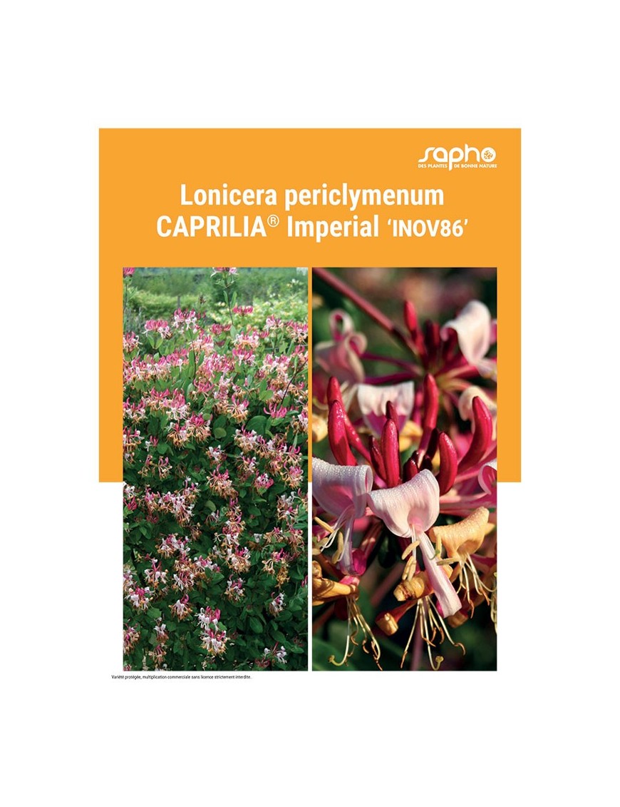 LONICERA PERICLYMENUM "Caprilia® Imperial"