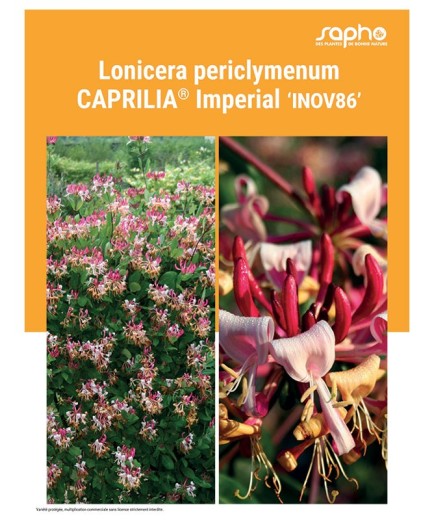 LONICERA PERICLYMENUM "Caprilia® Imperial"