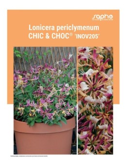 LONICERA PERICLYMENUM "Chic & Choc®"