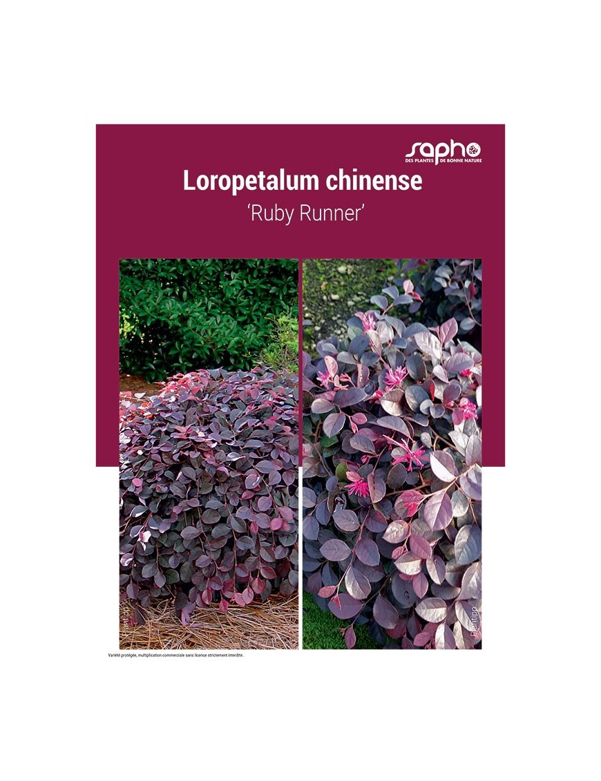 LOROPETALUM CHINENSE ‘Ruby Runner’