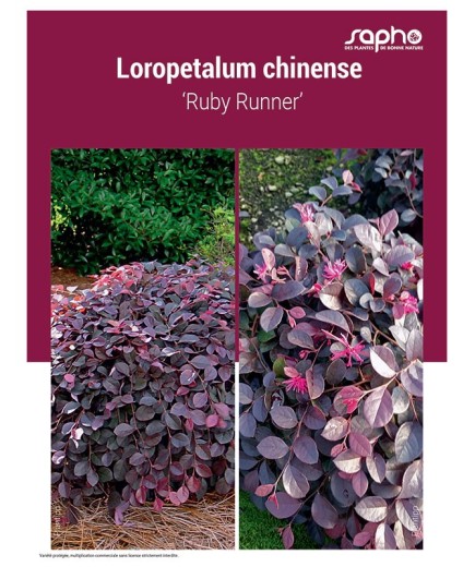 LOROPETALUM CHINENSE ‘Ruby Runner’