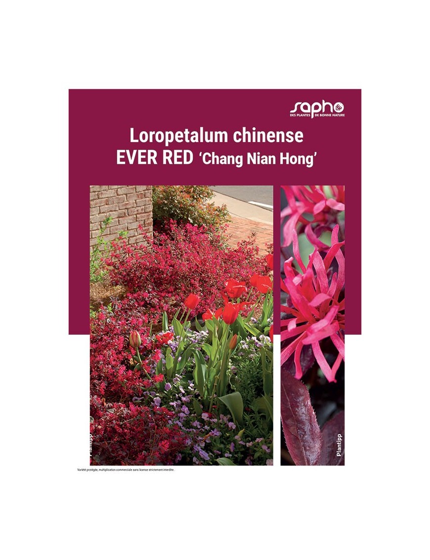 LOROPETALUM CHINENSE "Ever Red"