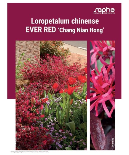 LOROPETALUM CHINENSE "Ever Red"