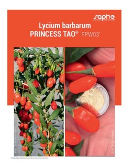LYCIUM BARBARUM "Princess Tao®"