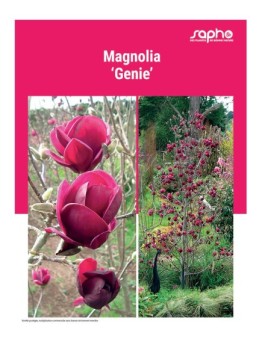 MAGNOLIA GENIE