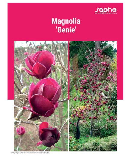 MAGNOLIA GENIE