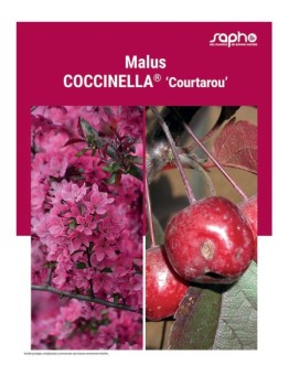 MALUS "Coccinella®"'