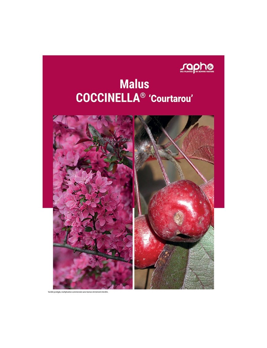 MALUS "Coccinella®"'