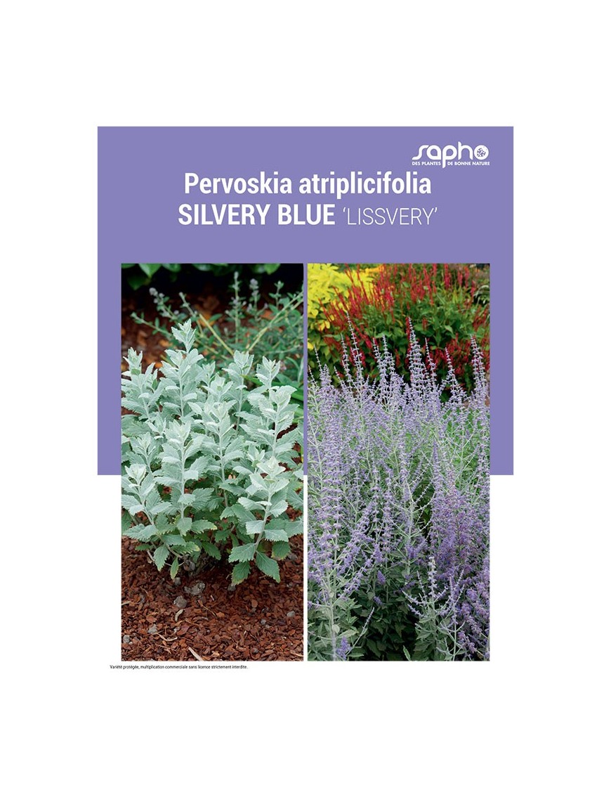 PERVOSKIA ATRIPLICIFOLIA "Silvery Blue"