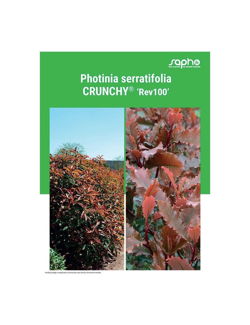 PHOTINIA SERRATIFOLIA "Crunchy®"
