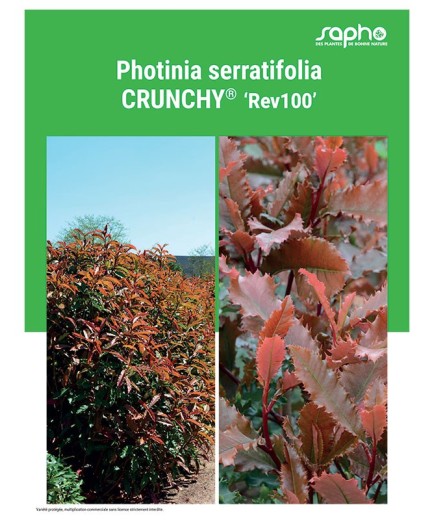 PHOTINIA SERRATIFOLIA "Crunchy®"