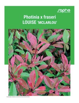 PHOTINIA X FRASERI "Louise"