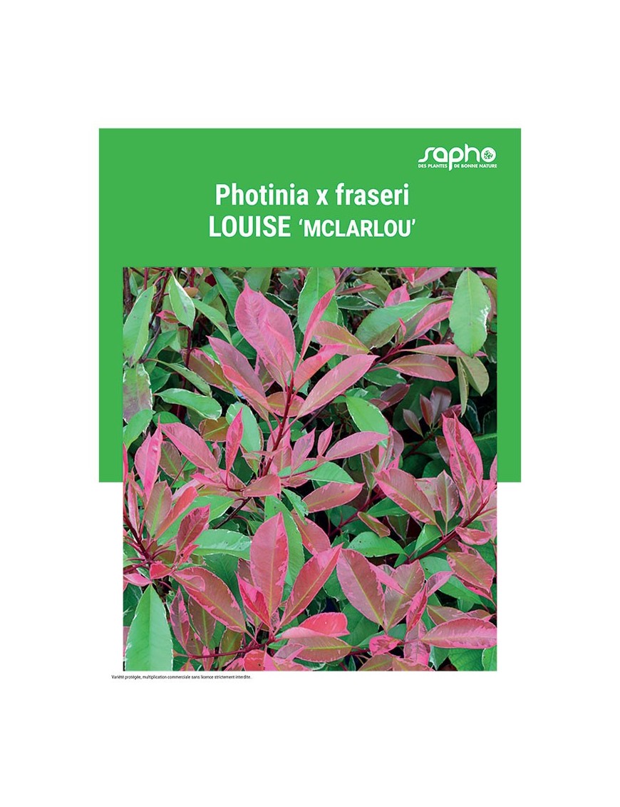 PHOTINIA X FRASERI "Louise"