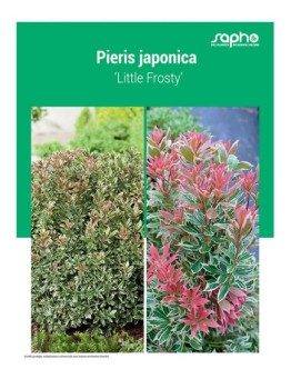 PIERIS JAPONICA
