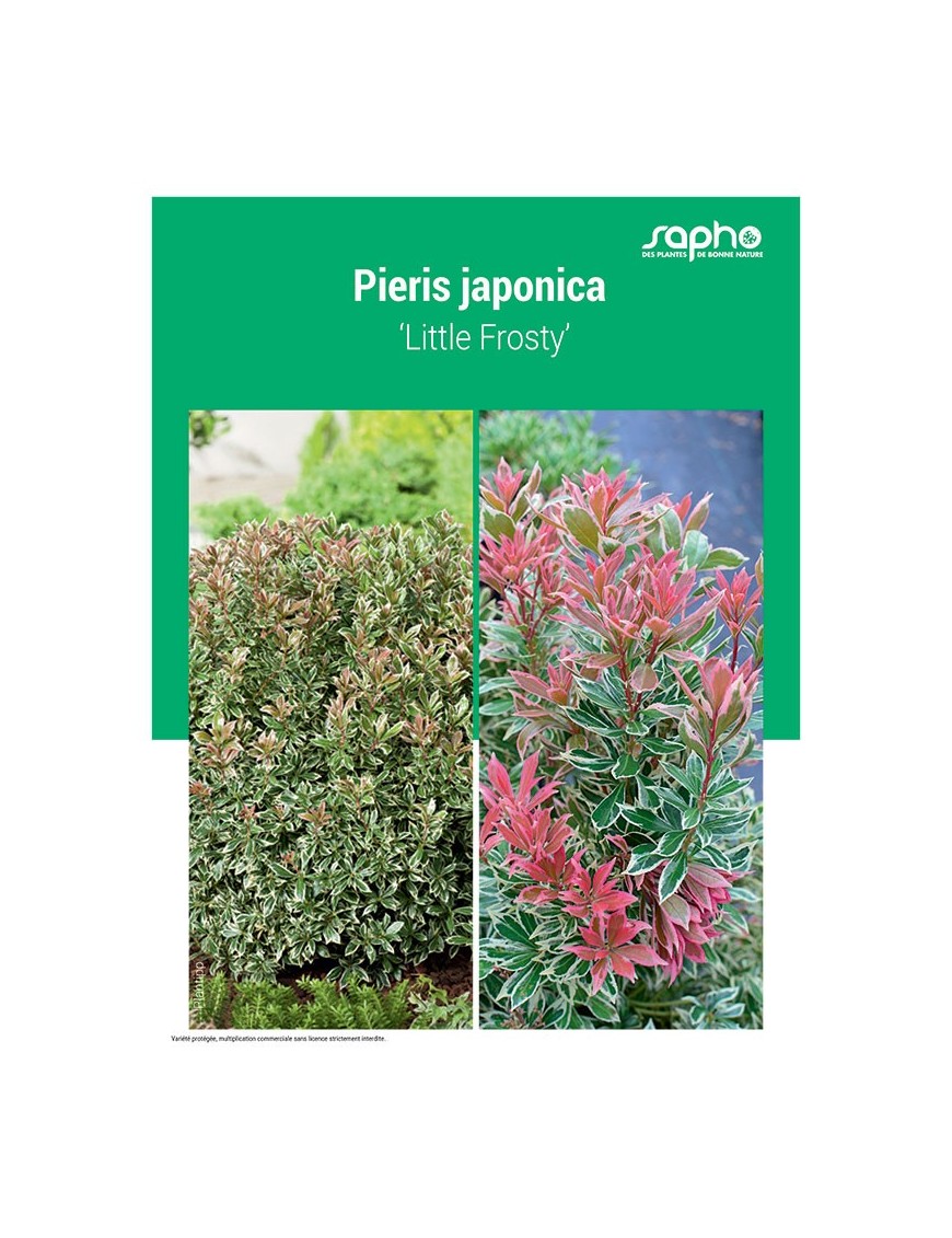 PIERIS JAPONICA