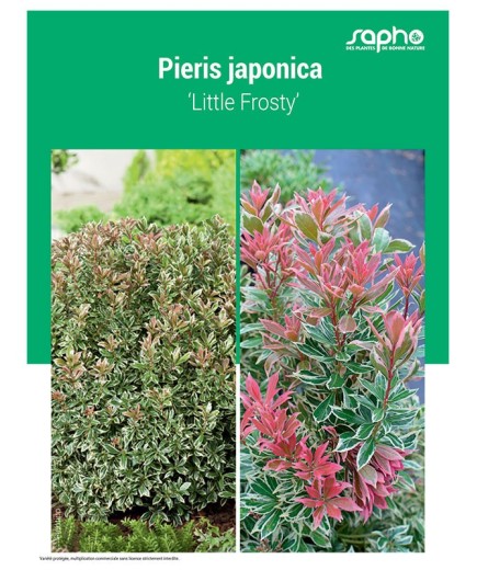 PIERIS JAPONICA