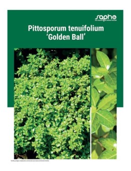 PITTOSPORUM TENUIFOLIUM "Golden Ball"