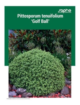 PITTOSPORUM TENUIFOLIUM "Golf Ball"