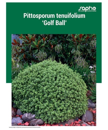 PITTOSPORUM TENUIFOLIUM "Golf Ball"