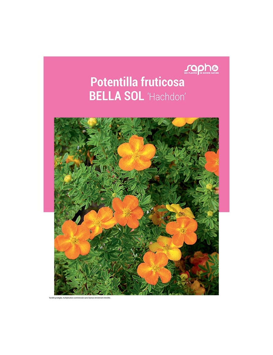 POTENTILLA FRUTICOSA "Bella Sol"