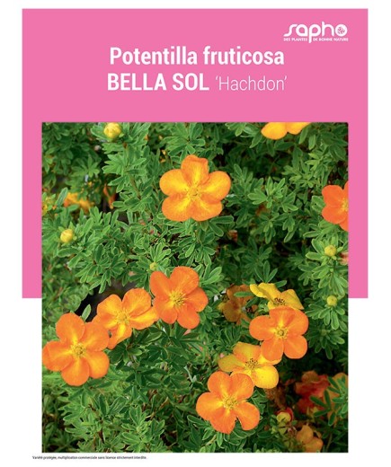 POTENTILLA FRUTICOSA "Bella Sol"