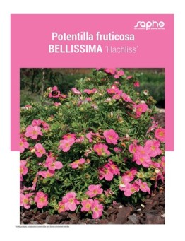 POTENTILLA FRUTICOSA "Bellissima"