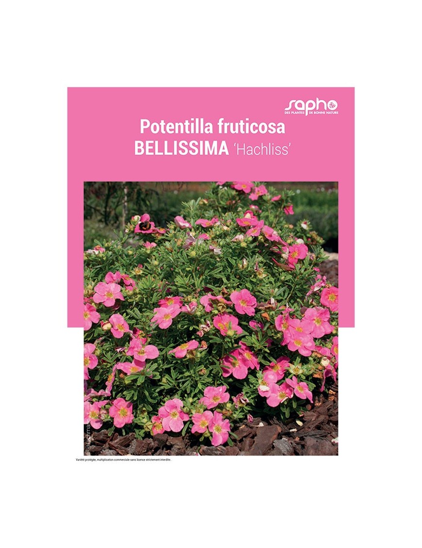 POTENTILLA FRUTICOSA "Bellissima"