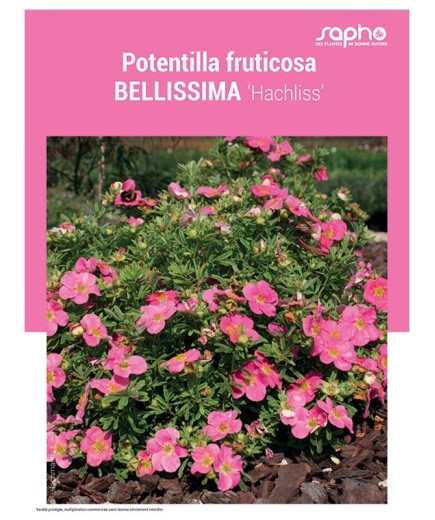 POTENTILLA FRUTICOSA "Bellissima"