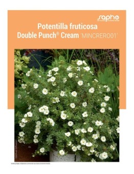 POTENTILLA FRUTICOSA "Double Punch® Cream"