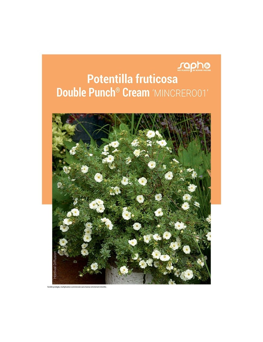 POTENTILLA FRUTICOSA "Double Punch® Cream"