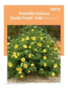 POTENTILLA FRUTICOSA "Double Punch® Gold"