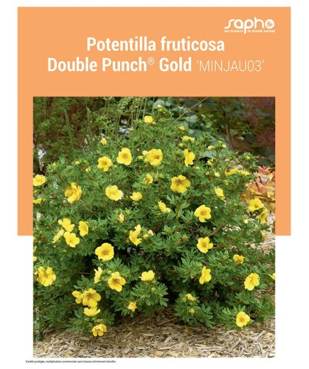POTENTILLA FRUTICOSA "Double Punch® Gold"
