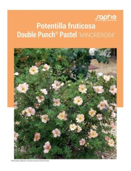 POTENTILLA FRUTICOSA "Double Punch® Pastel"