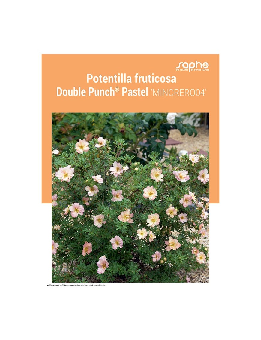 POTENTILLA FRUTICOSA "Double Punch® Pastel"