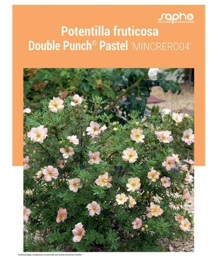 POTENTILLA FRUTICOSA "Double Punch® Pastel"