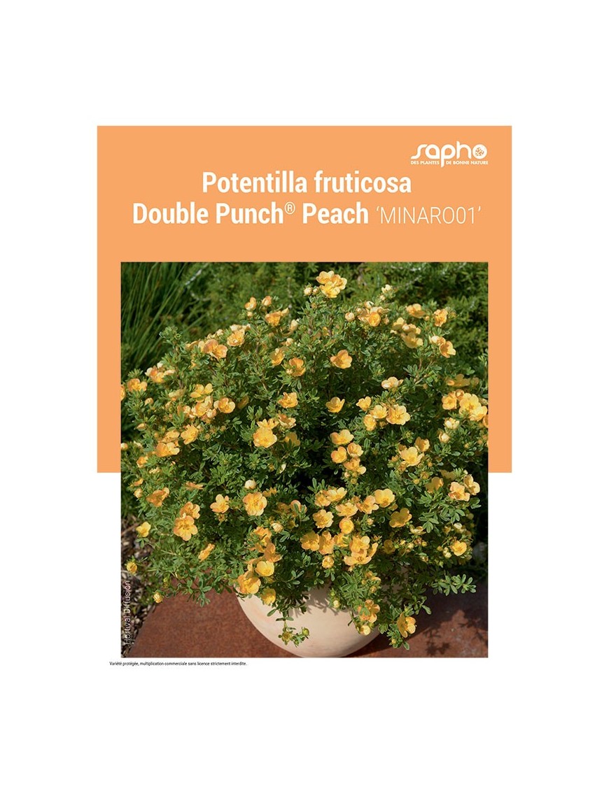 POTENTILLA FRUTICOSA "Double Punch® Peach"