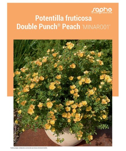 POTENTILLA FRUTICOSA "Double Punch® Peach"