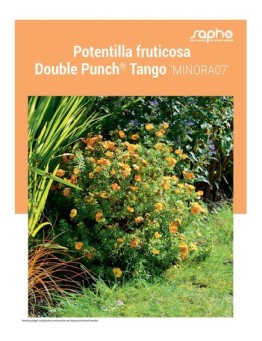 POTENTILLA FRUTICOSA "Double Punch® Tango"
