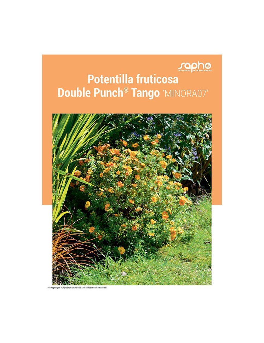POTENTILLA FRUTICOSA "Double Punch® Tango"