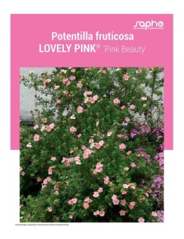 POTENTILLA FRUTICOSA "Lovely Pink®"