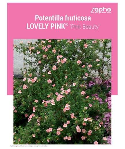 POTENTILLA FRUTICOSA "Lovely Pink®"