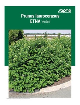 PRUNUS LAUROCERASUS "Etna"