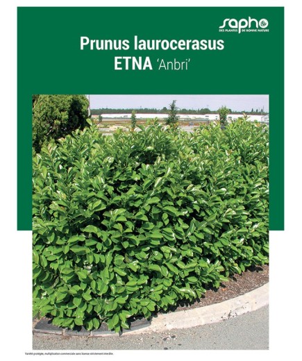 PRUNUS LAUROCERASUS "Etna"