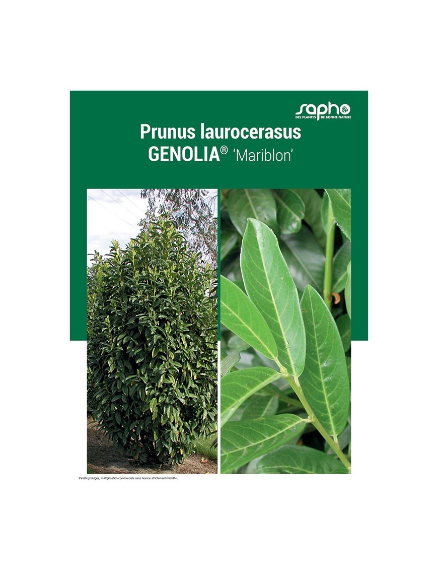 PRUNUS LAUROCERASUS "Genolia®"