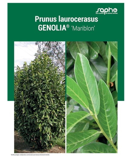 PRUNUS LAUROCERASUS "Genolia®"