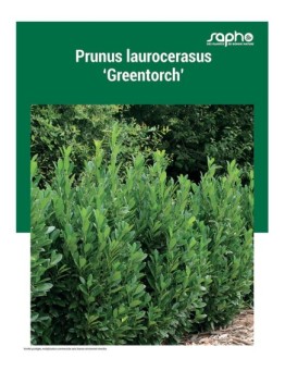 PRUNUS LAUROCERASUS "Greentorch'"