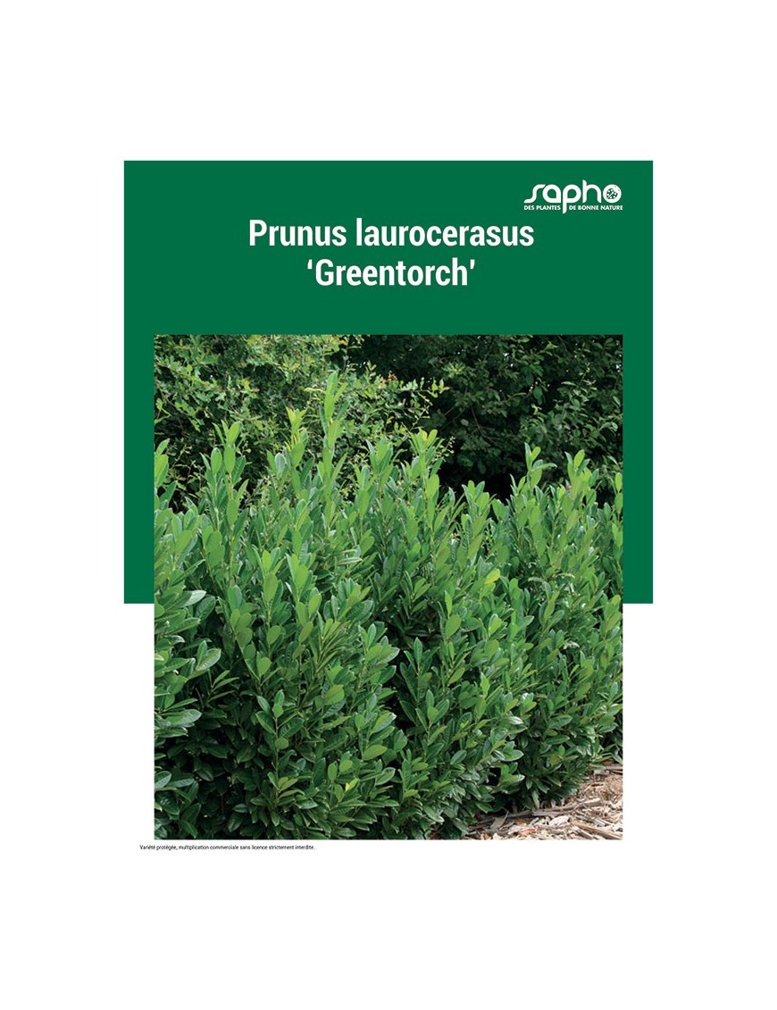 PRUNUS LAUROCERASUS "Greentorch'"