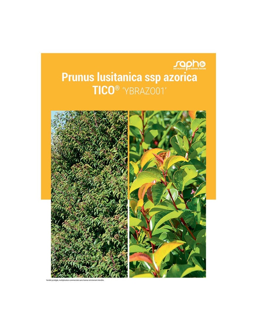 PRUNUS LUSITANICA "SSP Azorica Tico®"