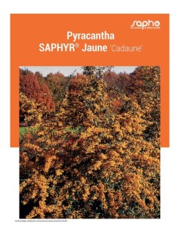 PYRACANTHA "Saphyr® Jaune"