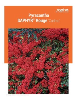 PYRACANTHA "Saphyr® Rouge"